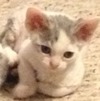 Devon Rex kittens for sale 